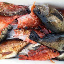 オーフリー 釣果