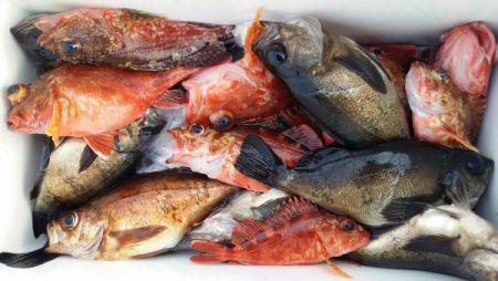 オーフリー 釣果