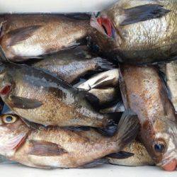 オーフリー 釣果