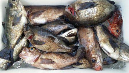 オーフリー 釣果