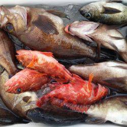 オーフリー 釣果