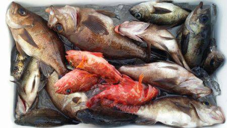 オーフリー 釣果