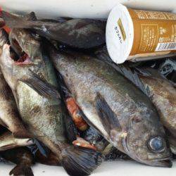 オーフリー 釣果