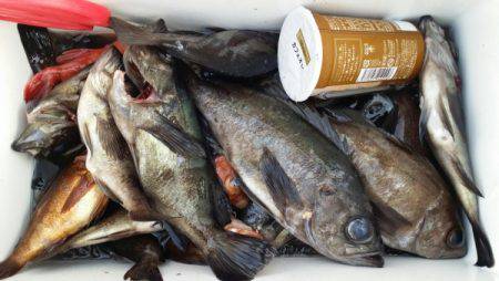 オーフリー 釣果