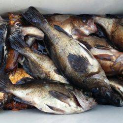 オーフリー 釣果