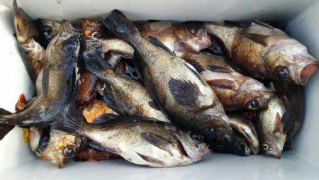 オーフリー 釣果