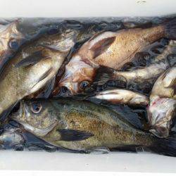 オーフリー 釣果