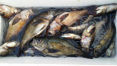 オーフリー 釣果