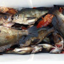 オーフリー 釣果