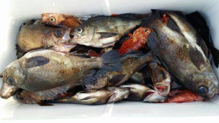 オーフリー 釣果