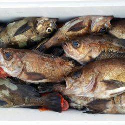 オーフリー 釣果