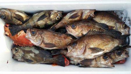 オーフリー 釣果