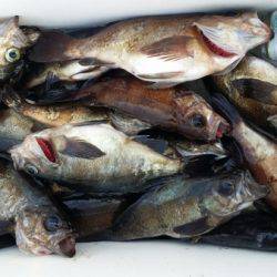 オーフリー 釣果