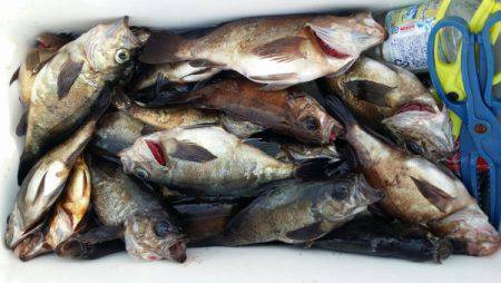 オーフリー 釣果