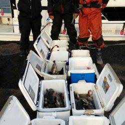 オーフリー 釣果