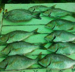 本部釣りイカダ 釣果