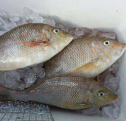 本部釣りイカダ 釣果