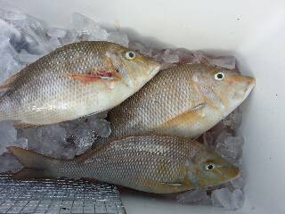 本部釣りイカダ 釣果