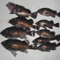 ルアー船マヒマヒ 釣果