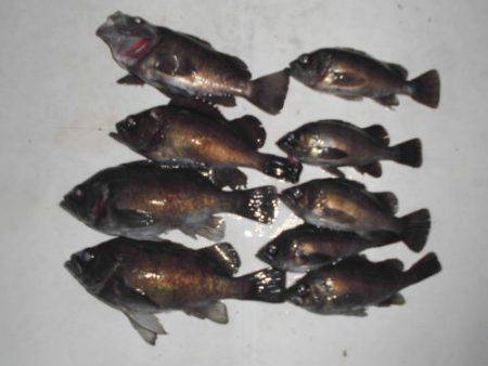 ルアー船マヒマヒ 釣果