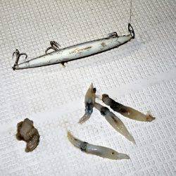 フルコンタクト 釣果