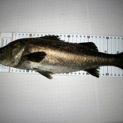 フルコンタクト 釣果