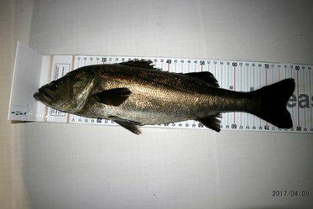 フルコンタクト 釣果