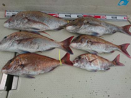 松本釣船２ 釣果