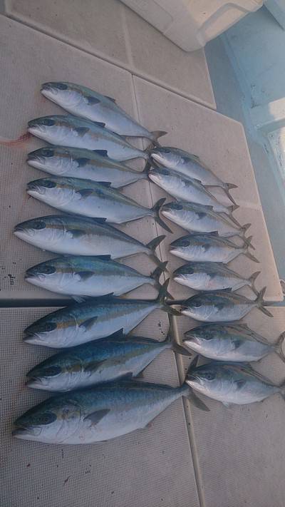 旭星釣りセンター 釣果