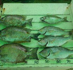 本部釣りイカダ 釣果