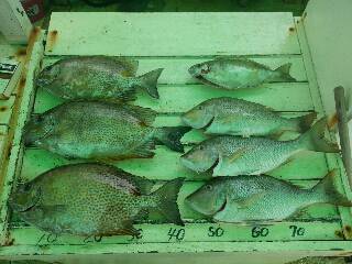 本部釣りイカダ 釣果