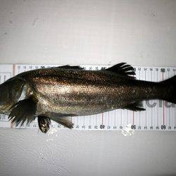 フルコンタクト 釣果