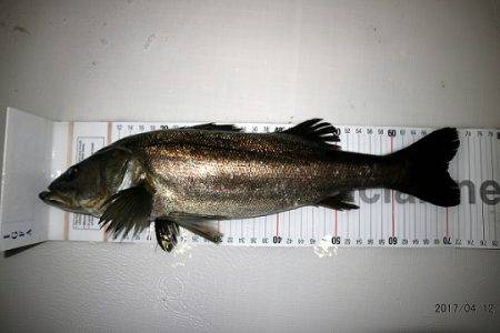 フルコンタクト 釣果