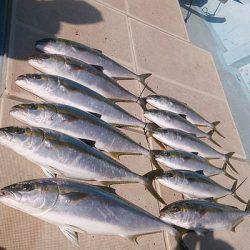 旭星釣りセンター 釣果