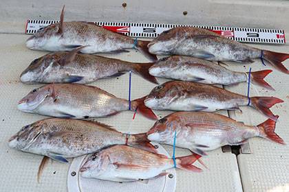 松本釣船２ 釣果