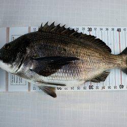 フルコンタクト 釣果