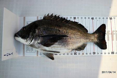 フルコンタクト 釣果