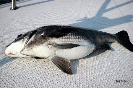 フルコンタクト 釣果