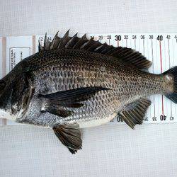 フルコンタクト 釣果