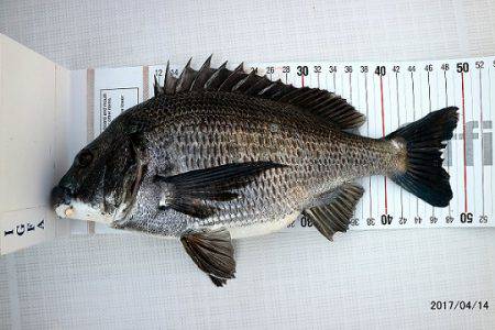 フルコンタクト 釣果