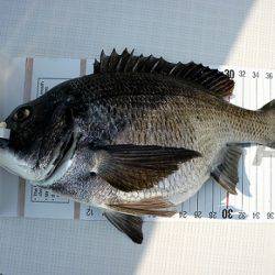 フルコンタクト 釣果