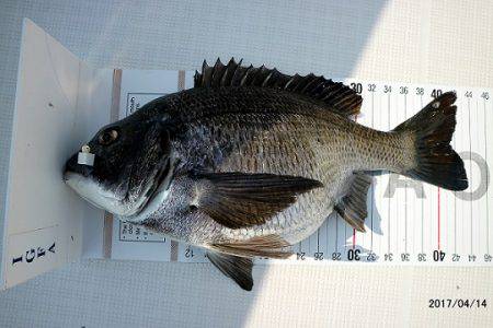 フルコンタクト 釣果