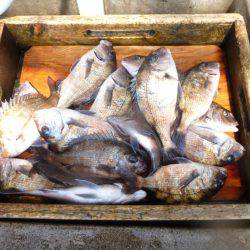 海釣り公園みかた 釣果