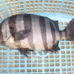 海釣り公園みかた 釣果