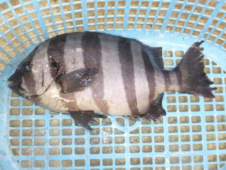 海釣り公園みかた 釣果