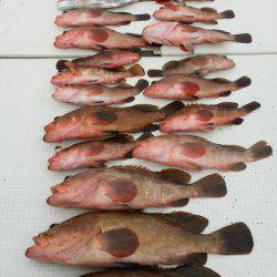 オーフリー 釣果