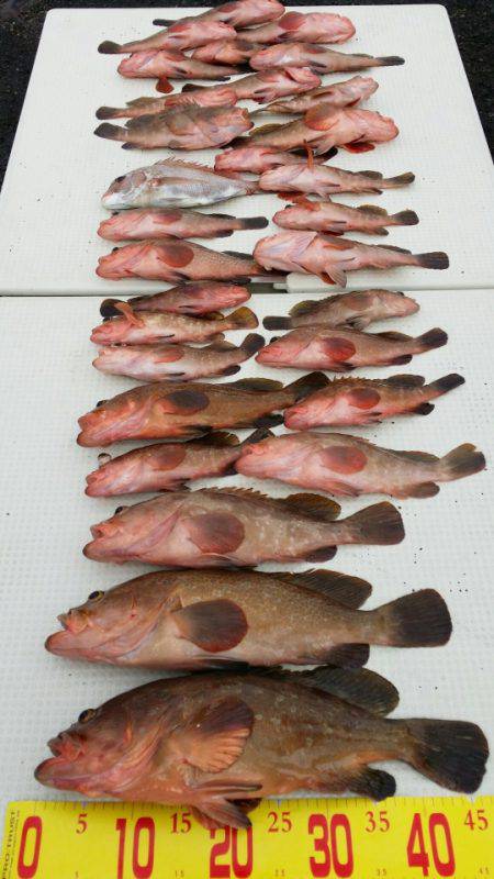 オーフリー 釣果