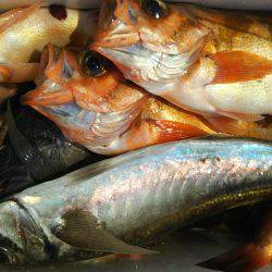 モンロー号 釣果