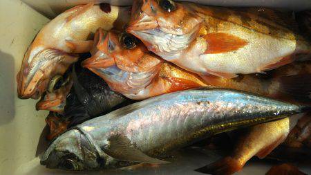 モンロー号 釣果