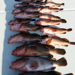 オーフリー 釣果